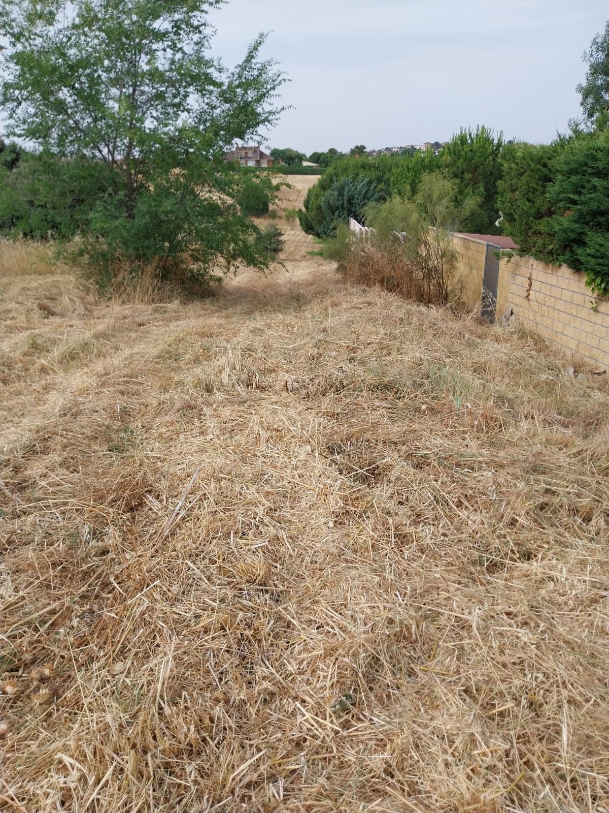 CAMPAÑA DE DESBROCE: SEMANA DEL 30 DE JUNIO AL 4 DE JULIO