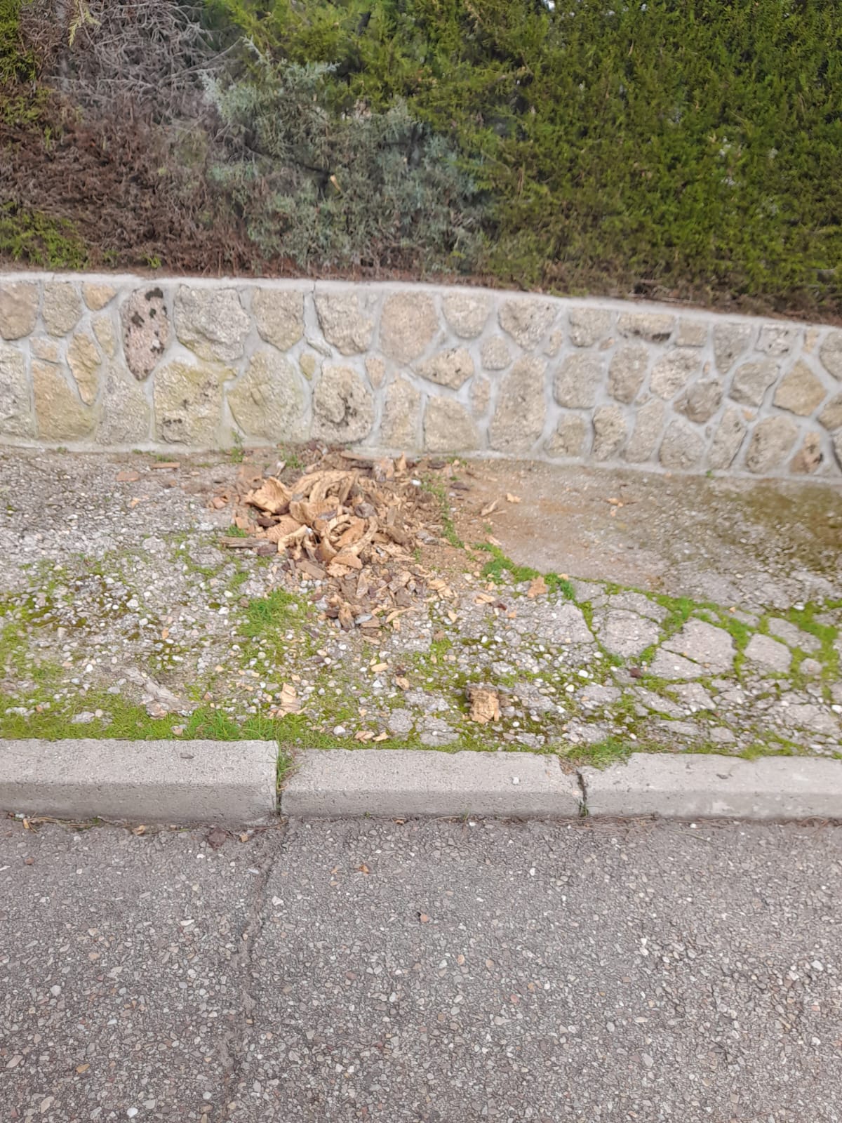 EL AYUNTAMIENTO DE EL CASAR FINALIZA LA CAMPAÑA DE RETIRADA DE TOCONES