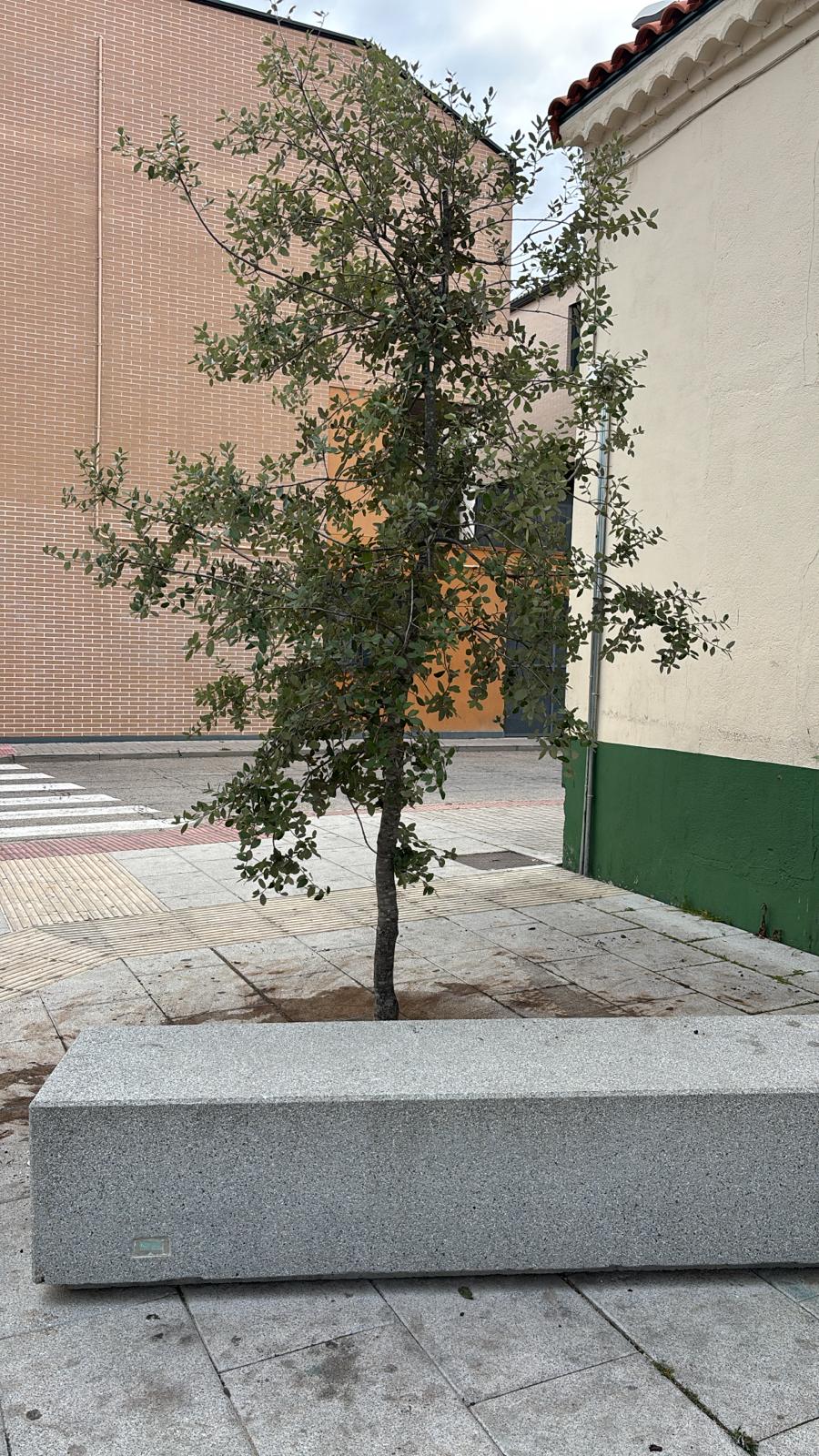 NUEVAS ENCINAS EN LA PLAZOLETA DE LOS GRANZONES PARA SEGUIR EMBELLECIENDO EL CASAR