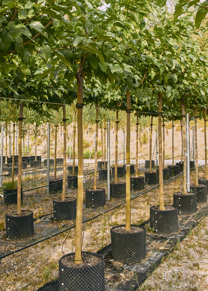 EL CASAR REFUERZA SU COMPROMISO VERDE CON LA NUEVA CAMPAÑA DE REFORESTACIÓN