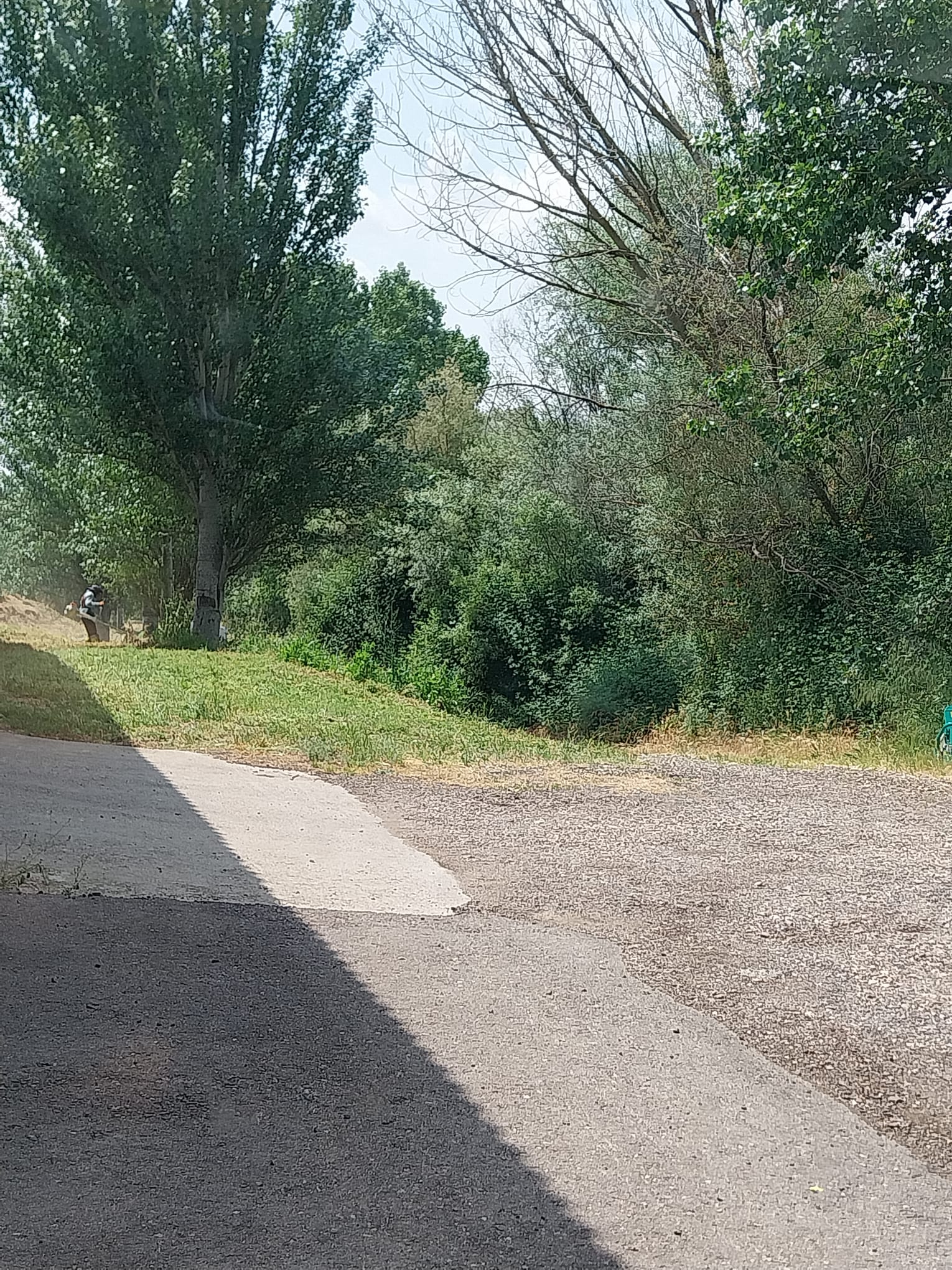 CAMPAÑA DE DESBROCE: SEMANA DEL 9 AL 13 DE JUNIO